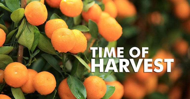 Time of Harvest